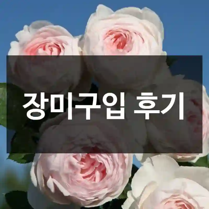장미구입 후기