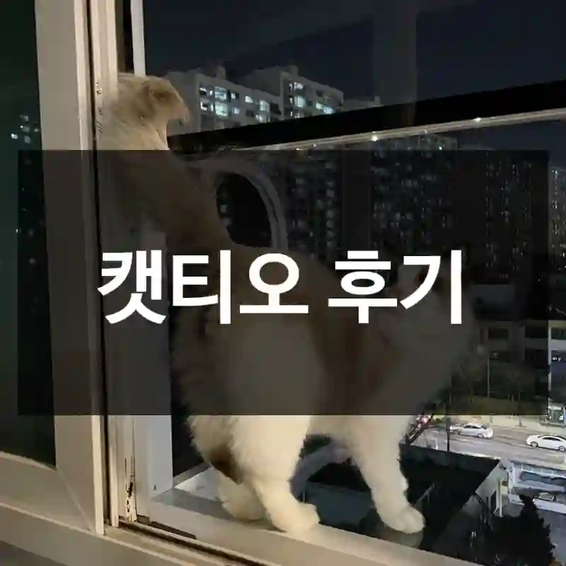 캣티오 후기