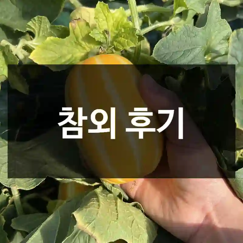 참외 후기
