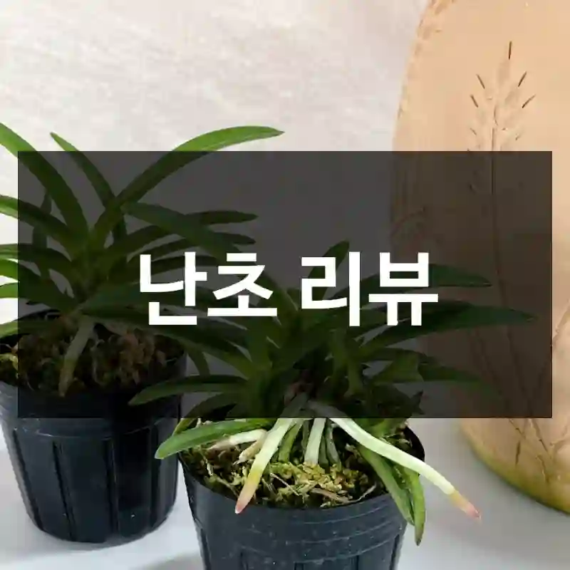 난초 리뷰