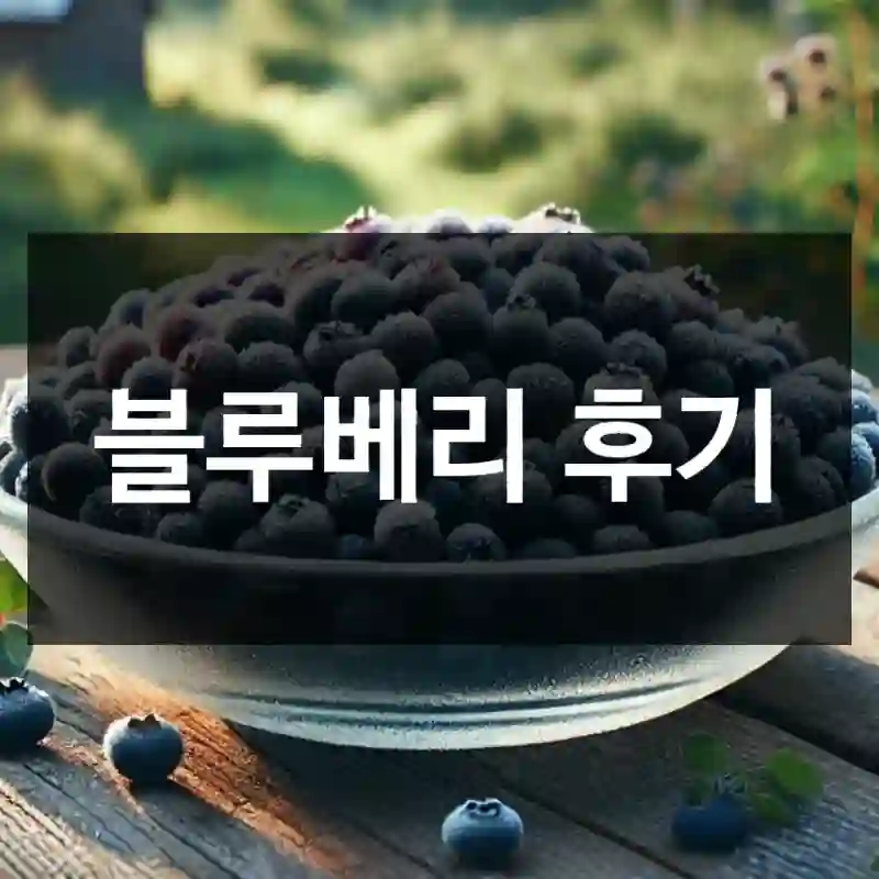 블루베리 후기
