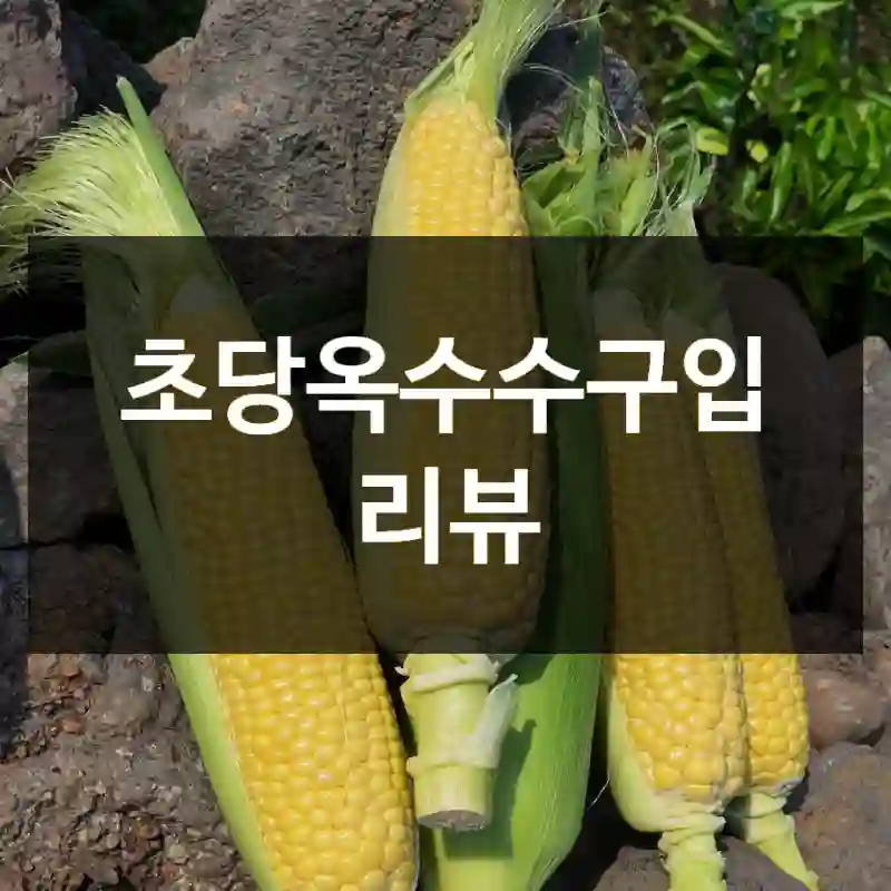 초당옥수수구입 리뷰