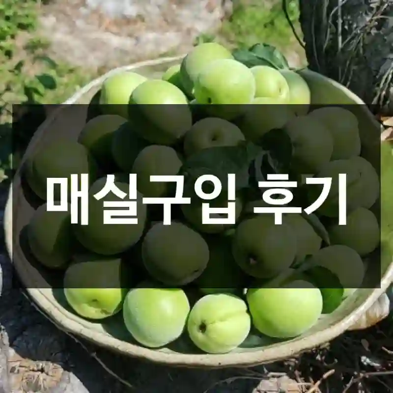 매실구입 후기