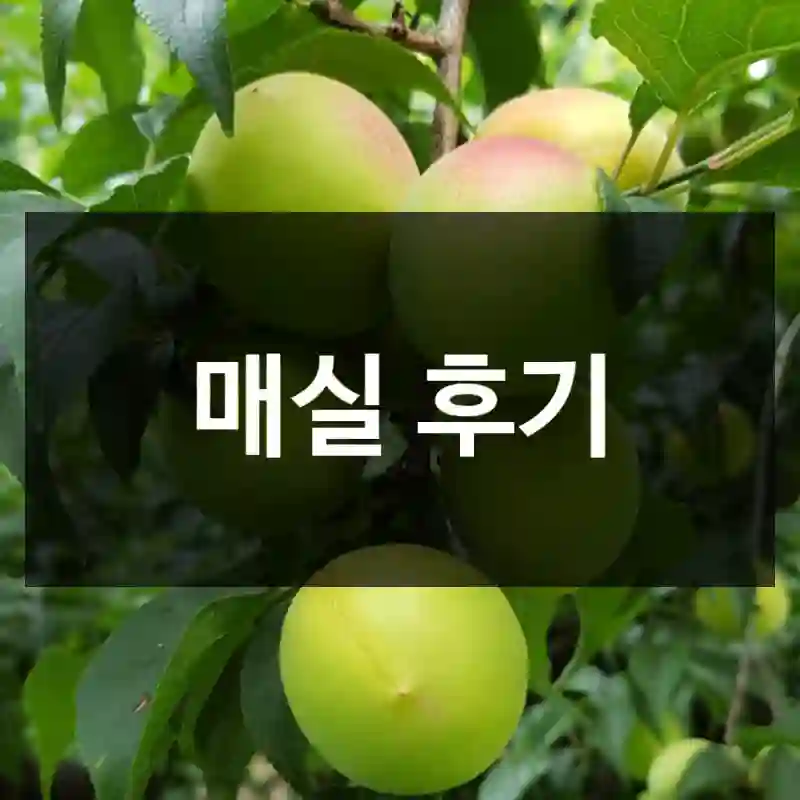 매실 후기