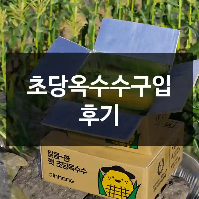 초당옥수수구입 후기