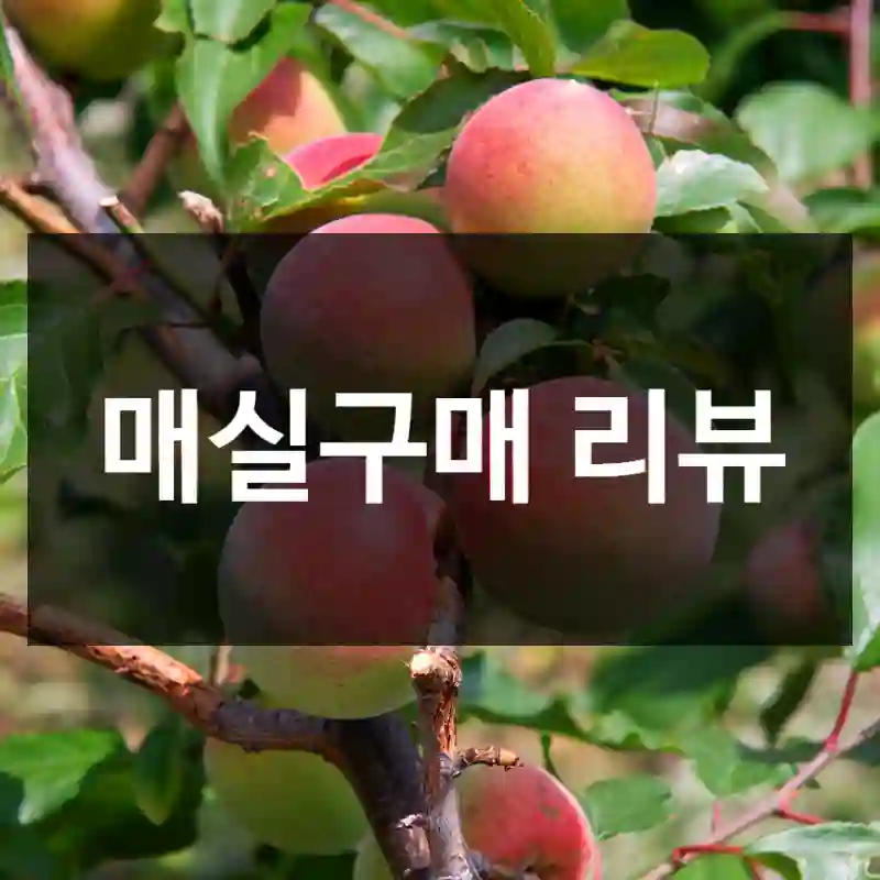 매실구매 리뷰