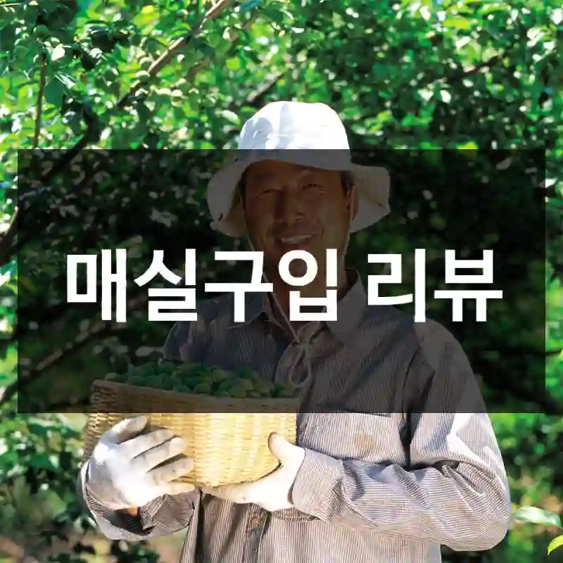 매실구입 리뷰