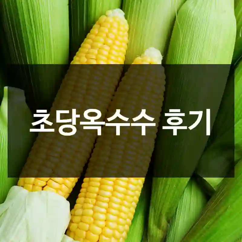 초당옥수수 후기
