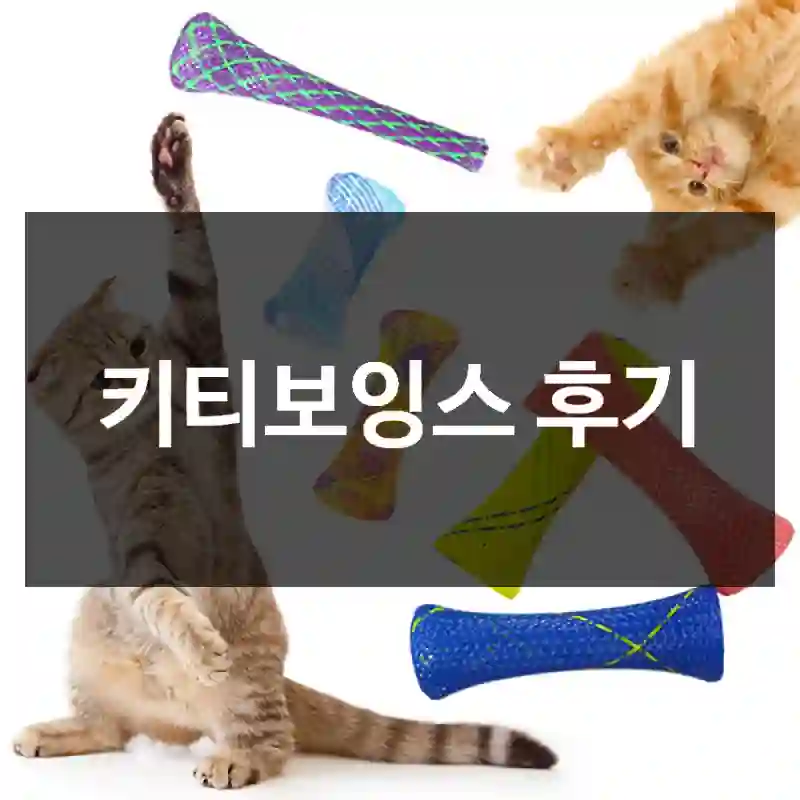 키티보잉스 후기
