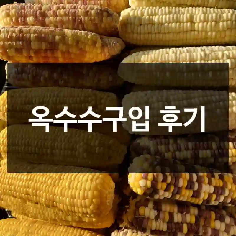 옥수수구입 후기