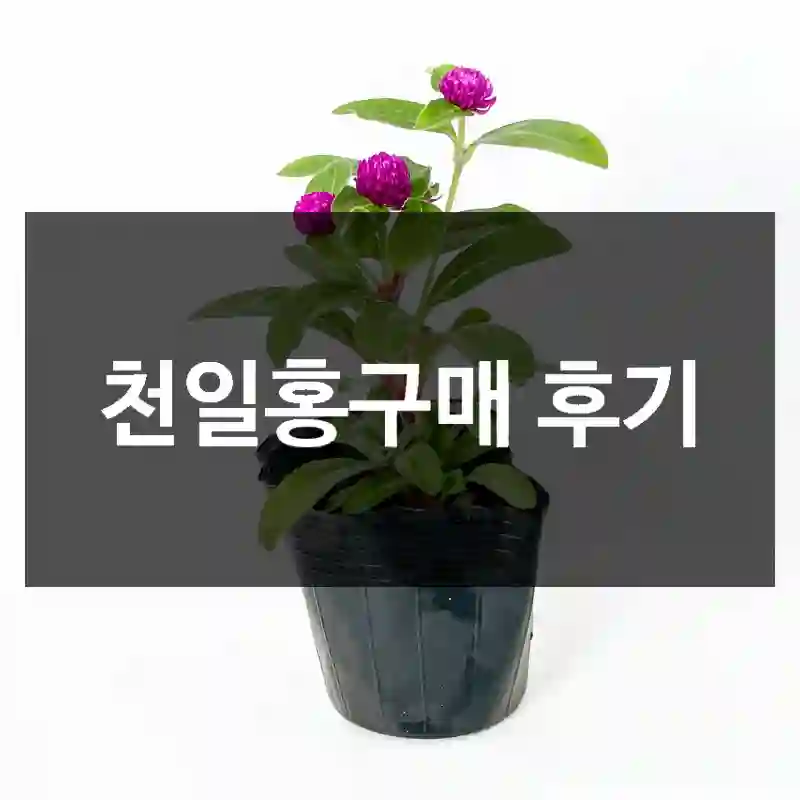 천일홍구매 후기