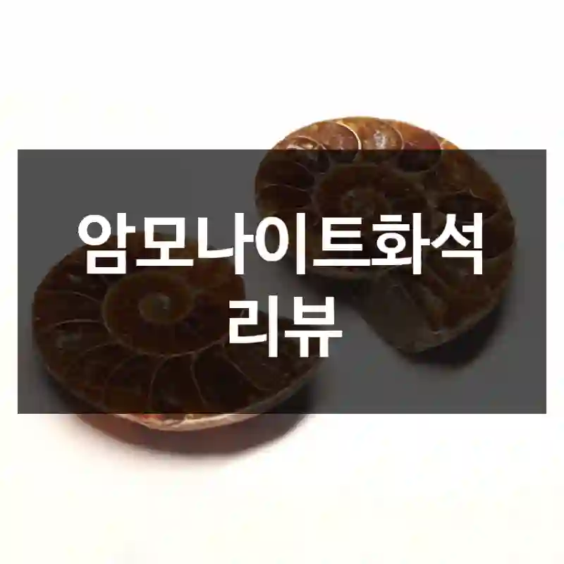 암모나이트화석 리뷰
