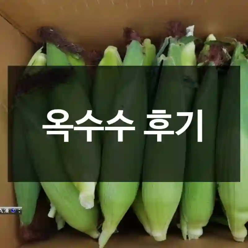 옥수수 후기
