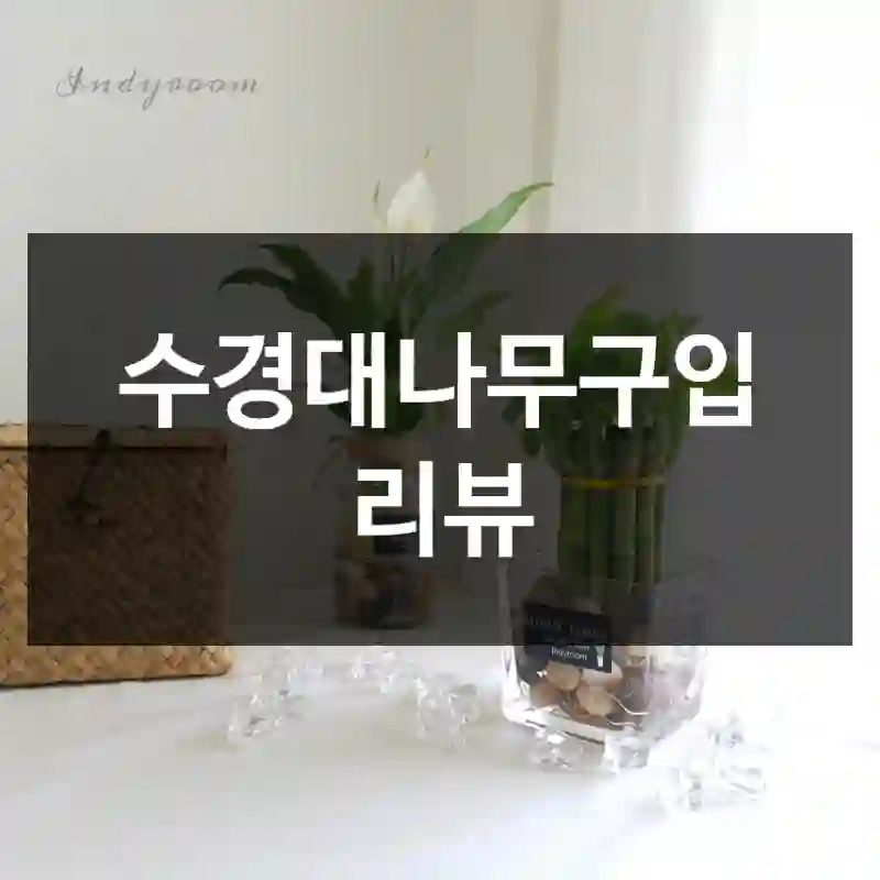 수경대나무구입 리뷰