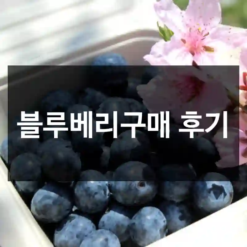 블루베리구매 후기