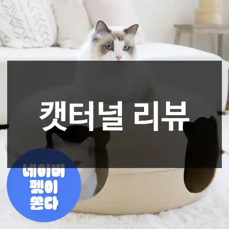 캣터널 리뷰